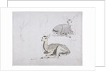 Studies of young Pallah Deer Resting, c.1802 by Samuel Daniell