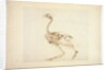 Dorking Hen Skeleton, Lateral View by George Stubbs