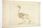 Dorking Hen Skeleton, Lateral View by George Stubbs