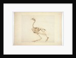 Dorking Hen Skeleton, Lateral View by George Stubbs