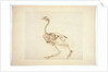 Dorking Hen Skeleton, Lateral View by George Stubbs