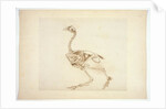 Dorking Hen Skeleton, Lateral View by George Stubbs