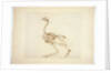 Dorking Hen Skeleton, Lateral View by George Stubbs