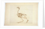 Dorking Hen Skeleton, Lateral View by George Stubbs