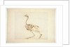 Dorking Hen Skeleton, Lateral View by George Stubbs