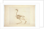 Dorking Hen Skeleton, Lateral View by George Stubbs