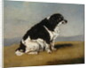 The Duchess of York's Spaniel, 1804 by Henry Bernard Chalon