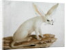 Fennec No. 3 Original of illustration in ' Travels through Abyssinia' by James Bruce