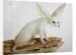 Fennec No. 3 Original of illustration in ' Travels through Abyssinia' by James Bruce