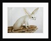 Fennec No. 3 Original of illustration in ' Travels through Abyssinia' by James Bruce