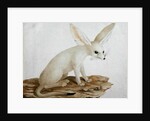 Fennec No. 3 Original of illustration in ' Travels through Abyssinia' by James Bruce