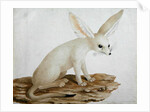 Fennec No. 3 Original of illustration in ' Travels through Abyssinia' by James Bruce