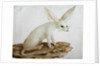 Fennec No. 3 Original of illustration in ' Travels through Abyssinia' by James Bruce