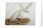 Fennec No. 3 Original of illustration in ' Travels through Abyssinia' by James Bruce