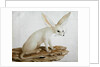 Fennec No. 3 Original of illustration in ' Travels through Abyssinia' by James Bruce