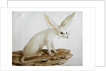 Fennec No. 3 Original of illustration in ' Travels through Abyssinia' by James Bruce