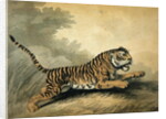 A Tigress leaping to the right, 1807 by Samuel Howitt