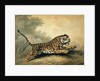 A Tigress leaping to the right, 1807 by Samuel Howitt