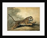A Tigress leaping to the right, 1807 by Samuel Howitt