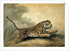 A Tigress leaping to the right, 1807 by Samuel Howitt