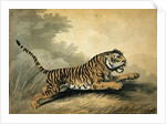 A Tigress leaping to the right, 1807 by Samuel Howitt