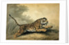 A Tigress leaping to the right, 1807 by Samuel Howitt