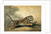 A Tigress leaping to the right, 1807 by Samuel Howitt