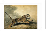 A Tigress leaping to the right, 1807 by Samuel Howitt