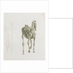 Tab. XV by George Stubbs