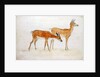 American Deer by Anthony Devis