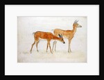 American Deer by Anthony Devis