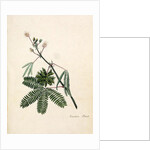 Sensitive Plant by English School