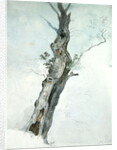 Tree Study, c.1800-05 by Robert Hills