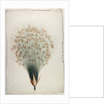 Papyrus by James Bruce