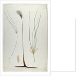 Papyrus, after James Abyssinian Bruce by Luigi Balugani