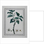 Solanum d'Abissime by Anonymous