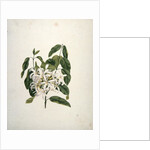 Taberne Montana by James Bruce