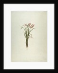 Unidentified Plant with Flowers by Luigi Balugani