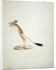 Jerboa No. 4 by James Bruce