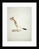 Jerboa No. 4 by James Bruce