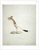 Jerboa No. 4 by James Bruce