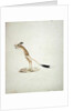 Jerboa No. 4 by James Bruce