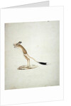 Jerboa No. 4 by James Bruce