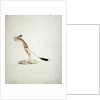 Jerboa No. 4 by James Bruce