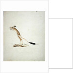 Jerboa No. 4 by James Bruce
