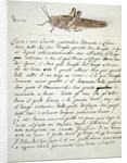 Study of a Locust by Luigi Balugani
