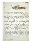 Study of a Locust by Luigi Balugani