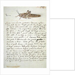 Study of a Locust by Luigi Balugani