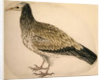 Egyptian Vulture, c.1736 by Charles Collins