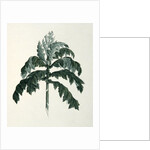 Maraqua by Luigi Balugani